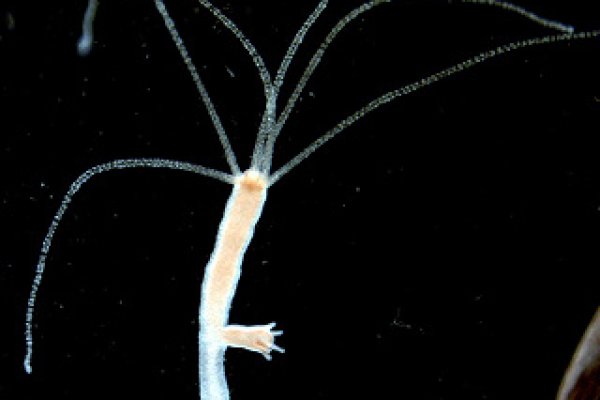 Украли аккаунт на кракене даркнет