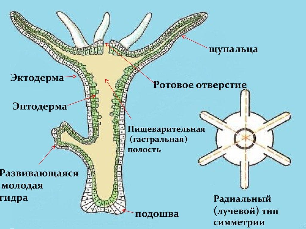 Через какой браузер заходить на кракен